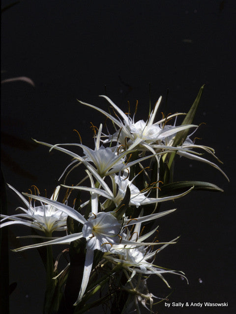2902 spider lily Hymenocallis liriosme (native) - "Texas Spider Lily"