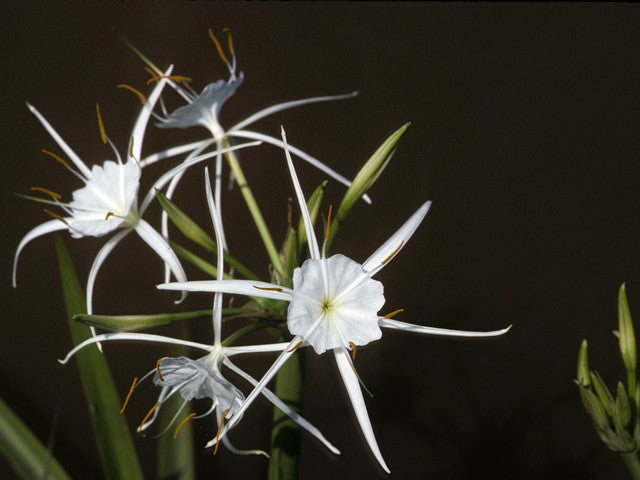 2906 spider lily Hymenocallis liriosme (native) - "Texas Spider Lily"