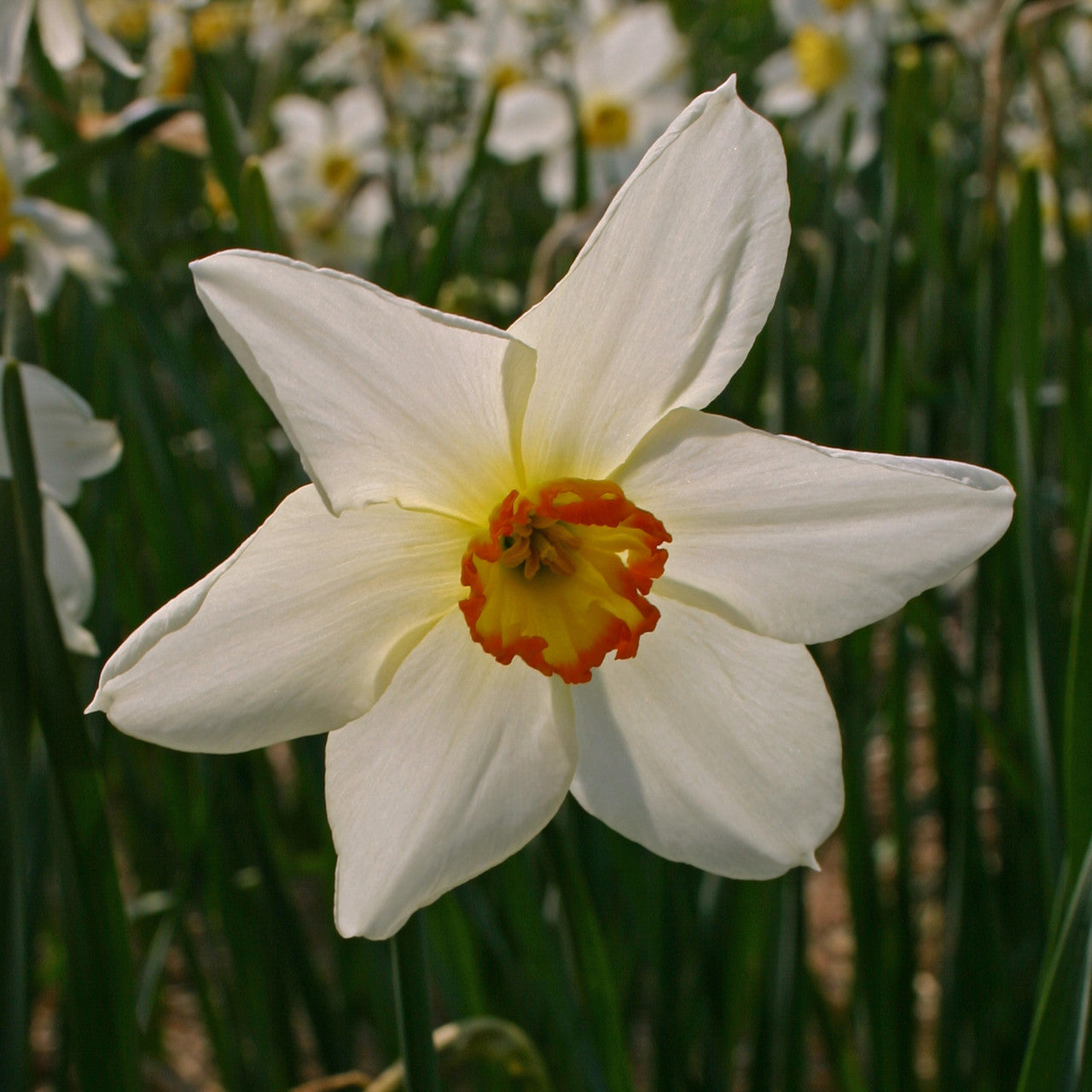 Daffodil 'Seagull' - 5 bulbs