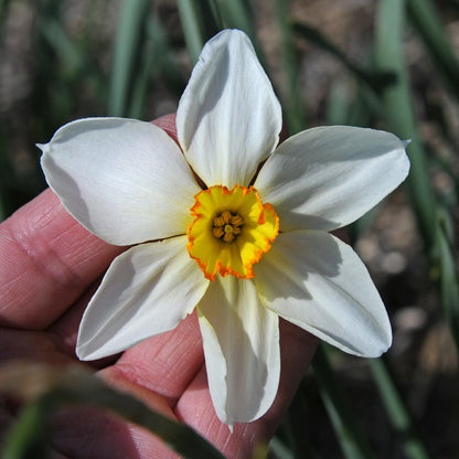 Daffodil 'Seagull' - 5 bulbs