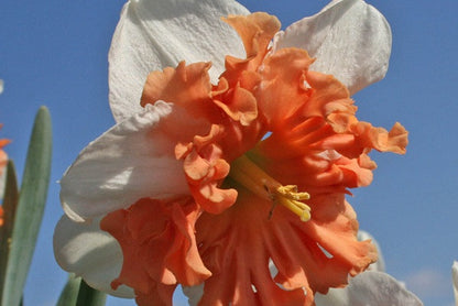 Daffodil 'Shrike' - 5 bulbs
