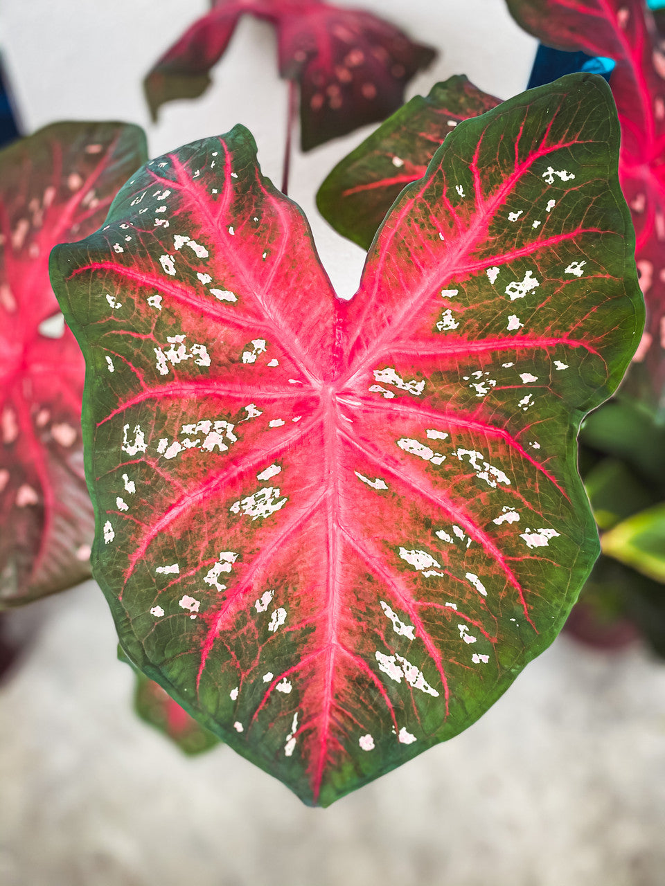 Caladium 'Red Flash' - 5 tubers