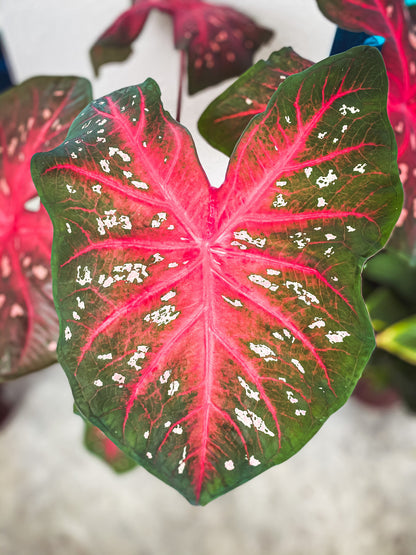 Caladium 'Red Flash' - 5 tubers