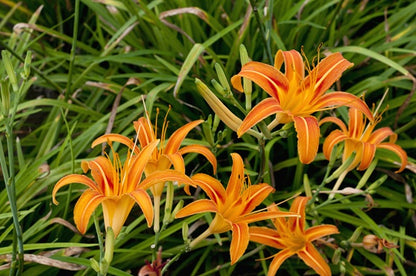 Orange Daylily - 3 Fleshy Roots