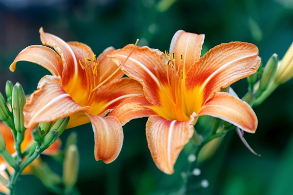 orange day lily flower Orange Daylily