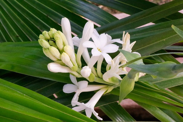 tuber house plants Polianthes tuberosa 'Tuberose' Single Bloom