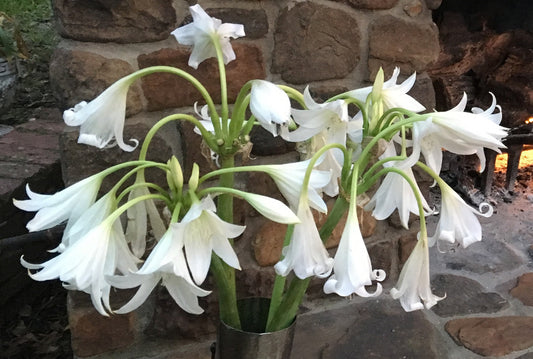 Crinum x 'Burbank's White Queen' - 1 bulb