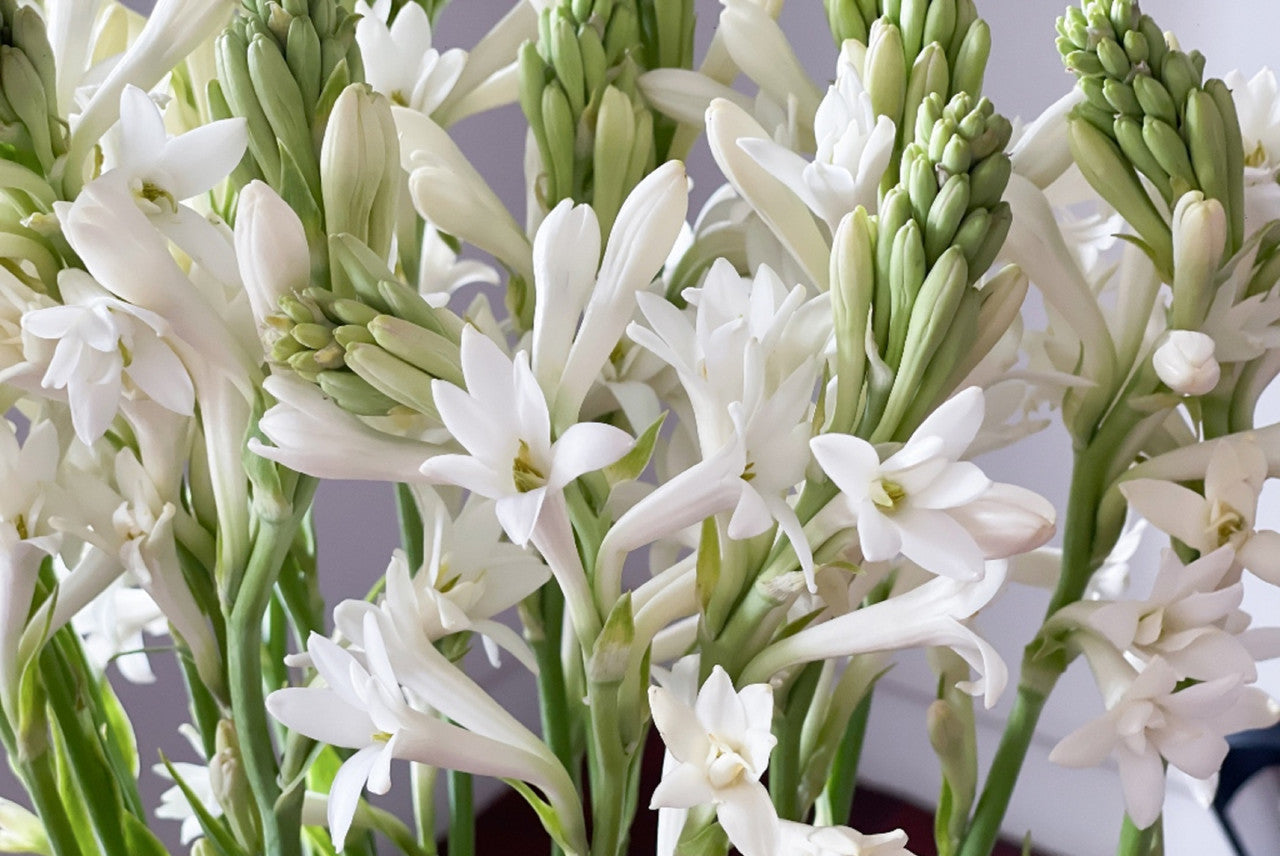 Single Tuberose (Polianthes) 5 tubers