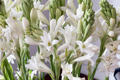 Single Tuberose (Polianthes) 5 tubers