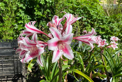 Crinum 'Schreck' - 1 bulb (Jumbo)
