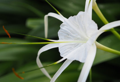 Hymenocallis 'Super Star' - 1 - 2 gallon pot