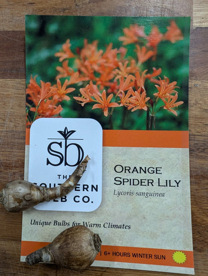 Orange Spider Lily (Lycoris sanguinea) - 2 bulbs