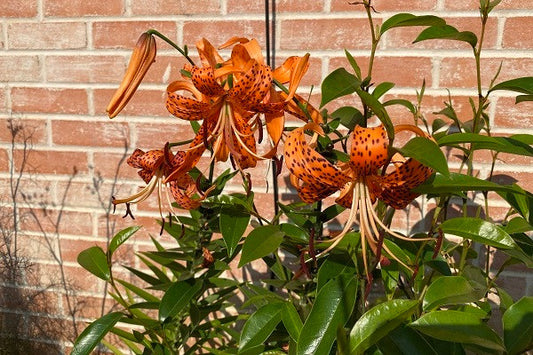 Lilium lancifolium 'Tiger Lily' - 2 bulbs