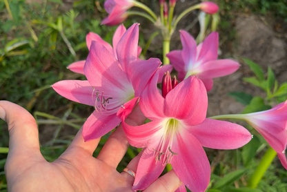 Crinum Walter Flory - 1 bulb