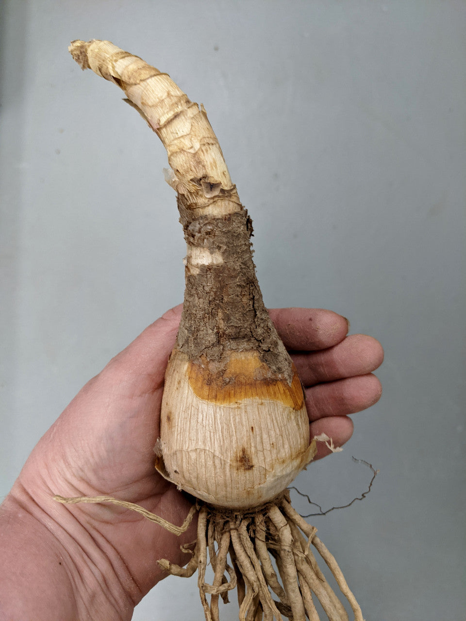 Crinum 'Milk & Wine Lily'  - 1 bulb