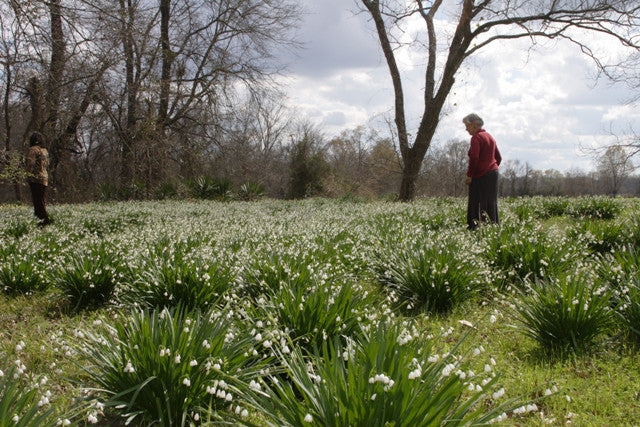 Heirloom "Snowflakes" - 10 bulbs