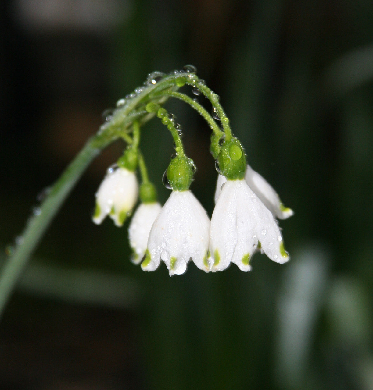 Snowflake blooms floating over bluish-green foliage