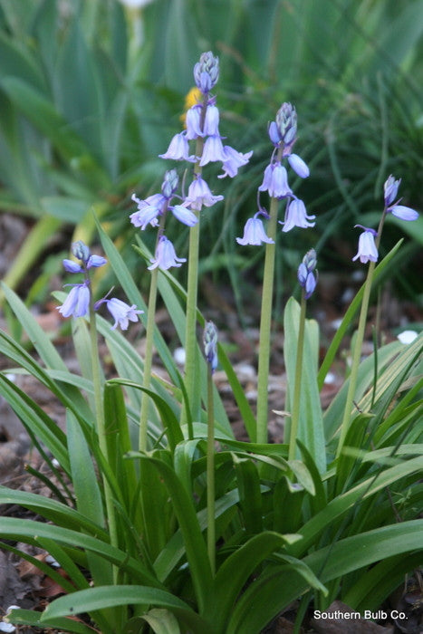 Hyacinthoides hispanica 'Spanish Bluebells' - 10 bulbs