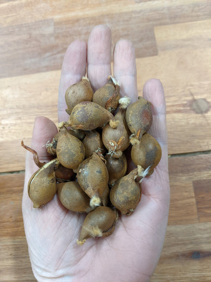 Tulipa clusiana  var. Chrysantha - 10 bulbs