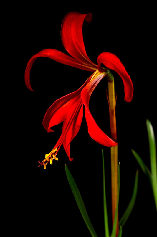 Sprekelia formosissima sp. 'Aztec Lily' - 3 bulbs
