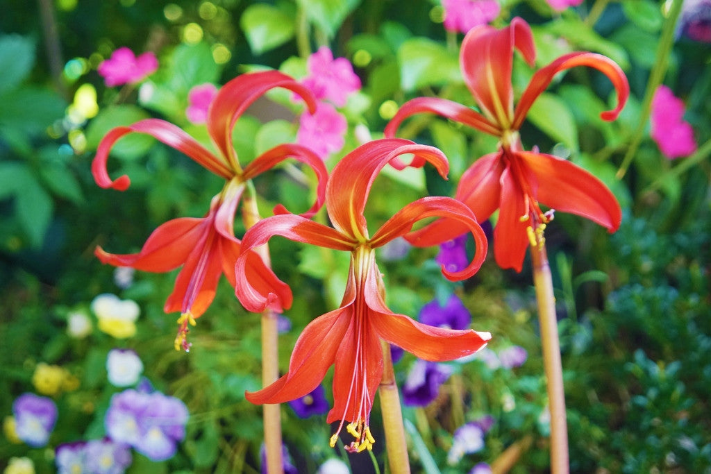 Sprekelia sp. Aztec Lily – The Southern Bulb Co.