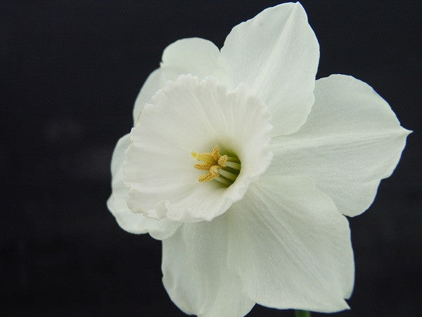 Daffodil 'Stainless' - 5 bulbs