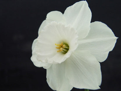 Daffodil 'Stainless' - 5 bulbs