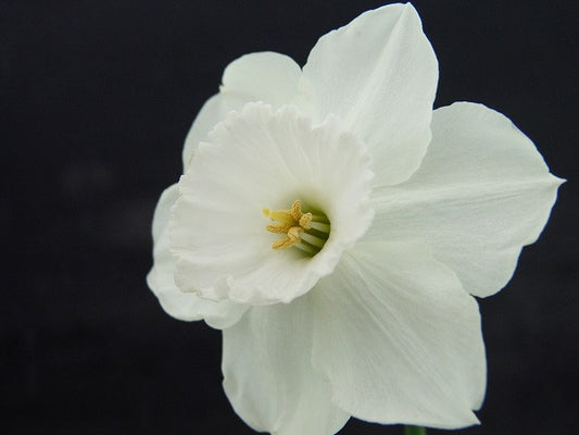 Daffodil 'Stainless' - 5 bulbs