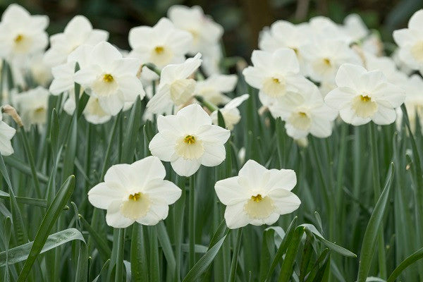 Daffodil 'Stainless' - 5 bulbs
