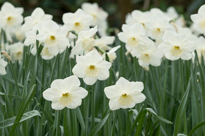 Daffodil 'Stainless' - 5 bulbs