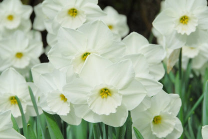 Daffodil 'Stainless' - 5 bulbs
