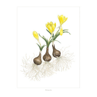 "Sternbergia lutea" dances across the canvas from the closed bud to the first stage of maturity. Sternbergia lutea is listed among the flowers believed to be the "lily of the field" mentioned in the Bible.