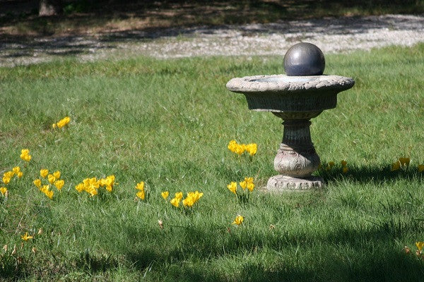 Sternbergia lutea "Autumn Daffodil" - 5 bulbs