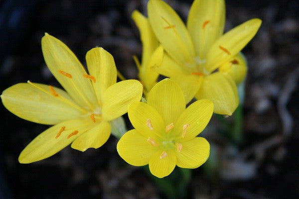 Sternbergia lutea "Autumn Daffodil" - 5 bulbs