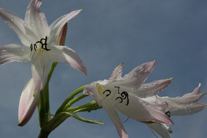 Crinum 'Summer Nocturne' - 3 bulbs