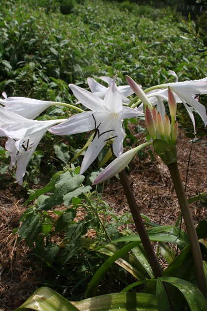 Crinum 'Summer Nocturne' - 3 bulbs