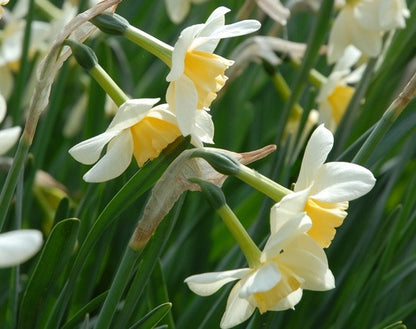 Daffodil 'Sweet Love' - 5 bulbs
