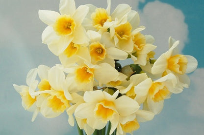 Daffodil 'Sweet Love' - 5 bulbs