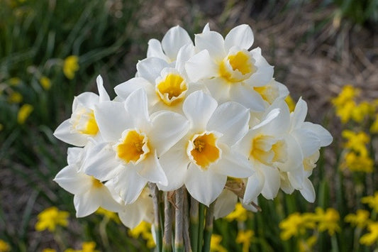 Daffodil 'Sweet Love' - 5 bulbs