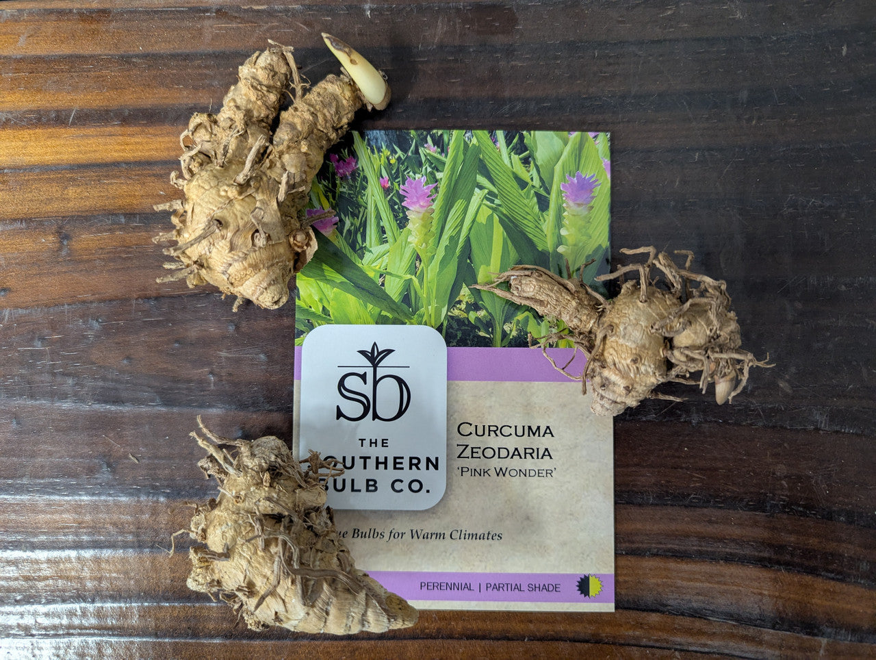 Curcuma zeodaria 'Pink Wonder' - 3 bulbs