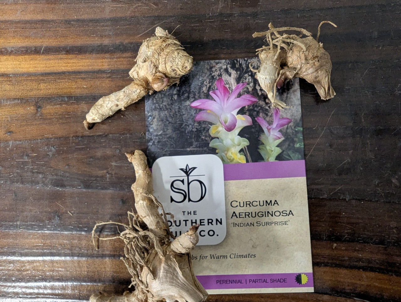 Curcuma aeruginosa 'Indian Surprise' - 3 bulbs