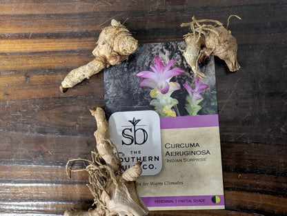 Curcuma aeruginosa 'Indian Surprise' - 3 bulbs