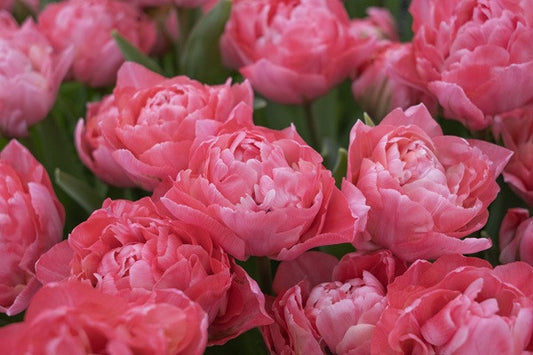 Tulipa 'Taiwan' - 5 bulbs