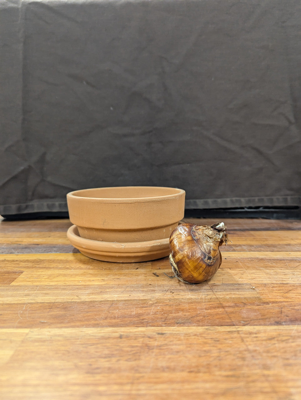 Gift Kit - Paperwhites Forcing Kit (Small)