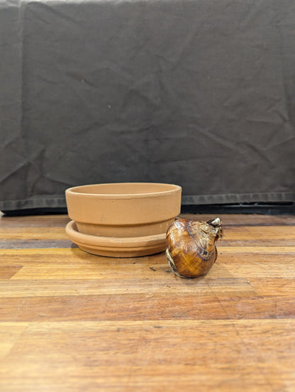 Gift Kit - Paperwhites Forcing Kit (Small)