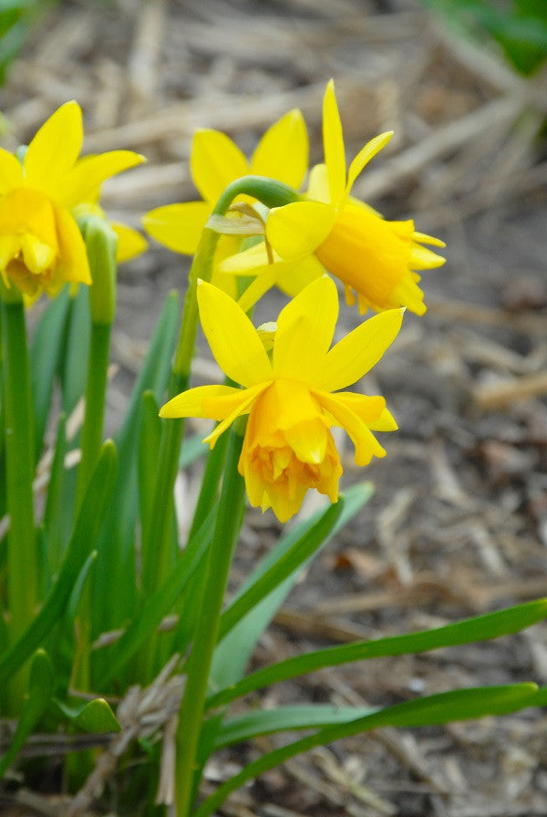 Daffodil 'Tete Boucle' - 5 bulbs