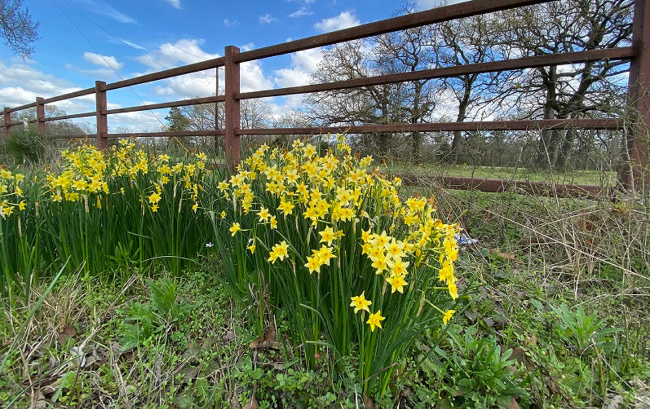 Heirloom 'Texas Star' - 10 bulbs