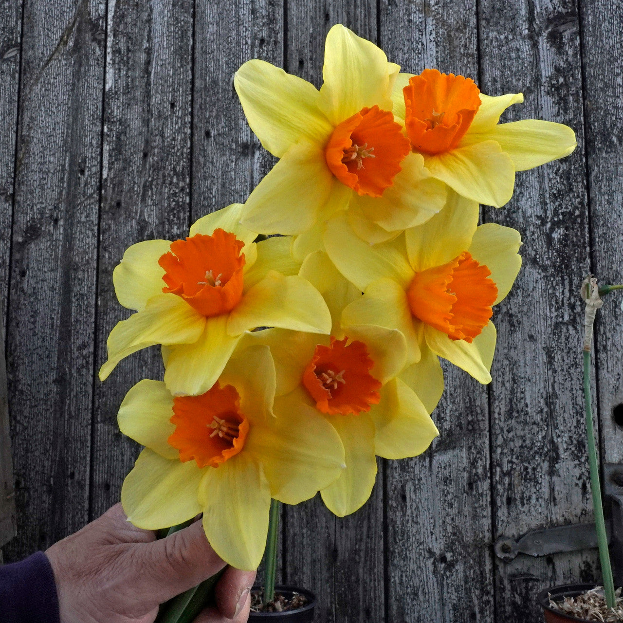 Daffodil 'Texel Sun' - 5 bulbs