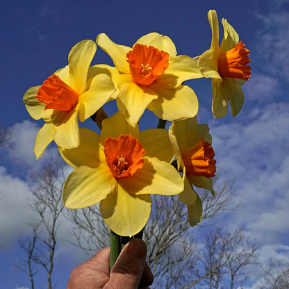 Daffodil 'Texel Sun' - 5 bulbs