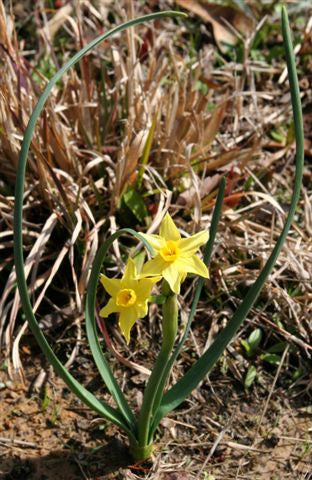 Heirloom 'Texas Star' - 10 bulbs